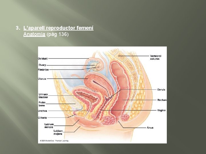 3. L’aparell reproductor femení Anatomia (pàg 136) 