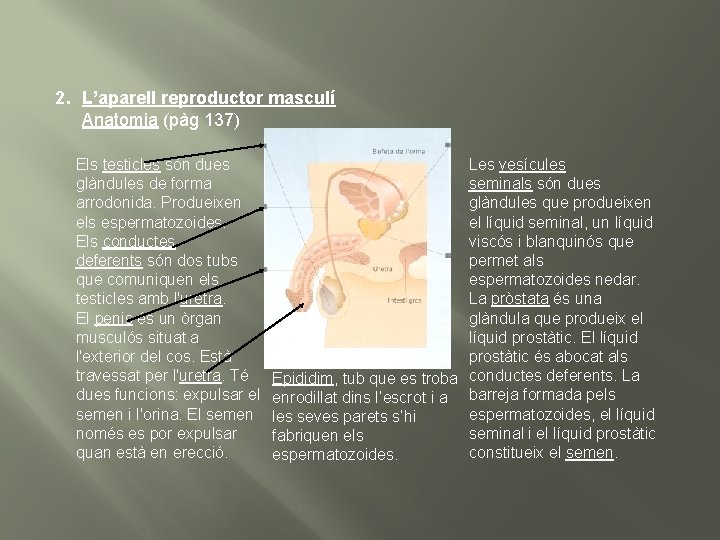 2. L’aparell reproductor masculí Anatomia (pàg 137) Els testicles són dues glàndules de forma