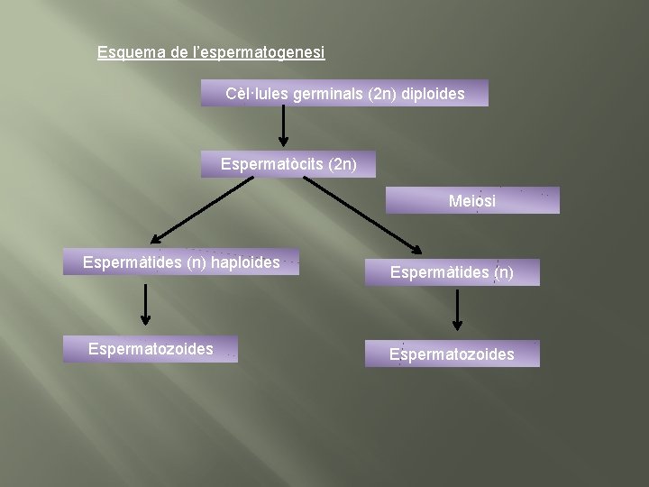Esquema de l’espermatogenesi Cèl·lules germinals (2 n) diploides Espermatòcits (2 n) Meiosi Espermàtides (n)