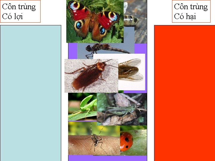 Côn trùng Có lợi Côn trùng Có hại 