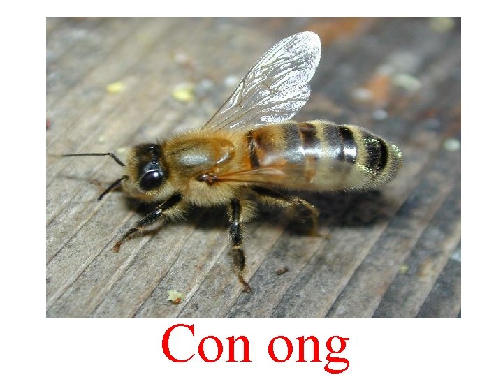 Con ong 
