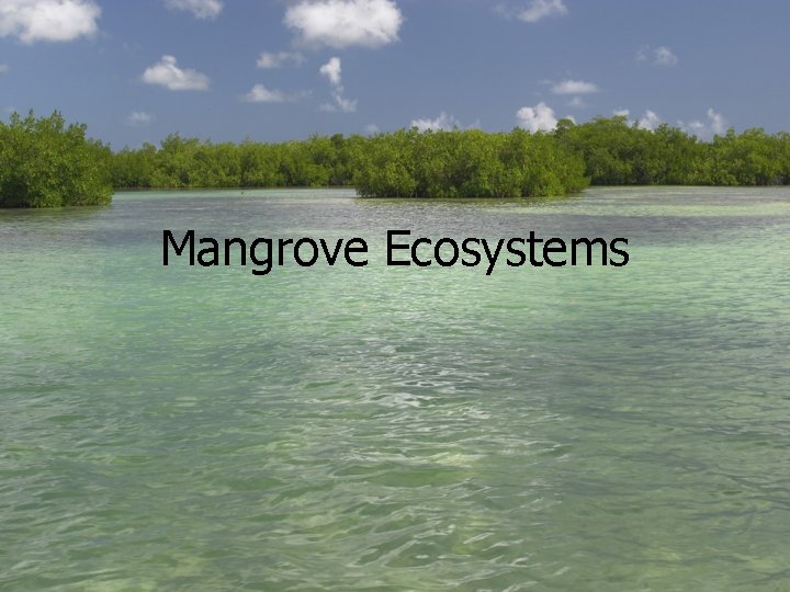 Mangrove Ecosystems Mangrove Ecosystems