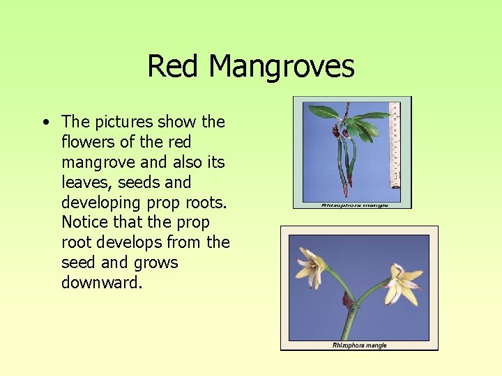 Red Mangroves • The pictures show the flowers of the red mangrove and also Red Mangroves • The pictures show the flowers of the red mangrove and also