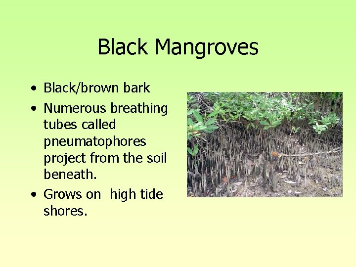 Black Mangroves • Black/brown bark • Numerous breathing tubes called pneumatophores project from the Black Mangroves • Black/brown bark • Numerous breathing tubes called pneumatophores project from the