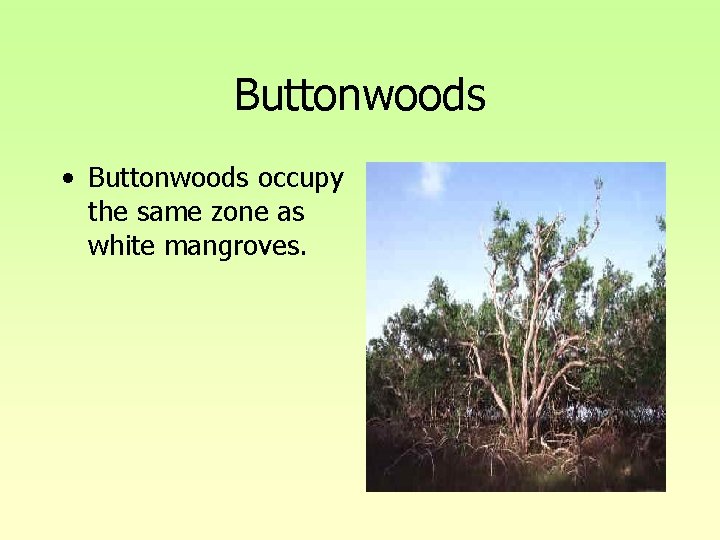 Buttonwoods • Buttonwoods occupy the same zone as white mangroves. Buttonwoods • Buttonwoods occupy the same zone as white mangroves.