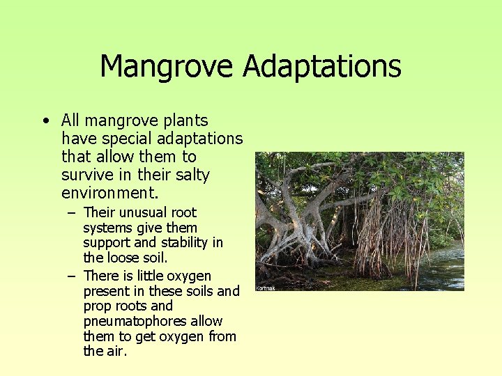 Mangrove Adaptations • All mangrove plants have special adaptations that allow them to survive Mangrove Adaptations • All mangrove plants have special adaptations that allow them to survive