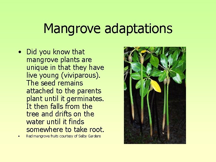Mangrove adaptations • Did you know that mangrove plants are unique in that they Mangrove adaptations • Did you know that mangrove plants are unique in that they