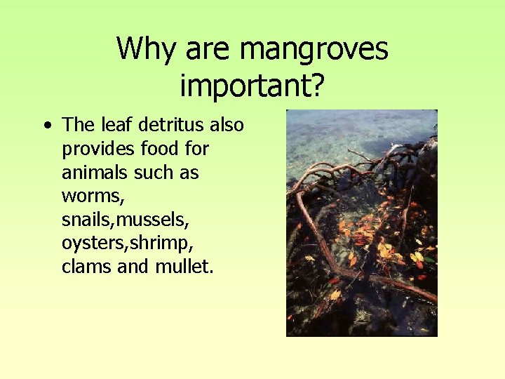 Why are mangroves important? • The leaf detritus also provides food for animals such Why are mangroves important? • The leaf detritus also provides food for animals such