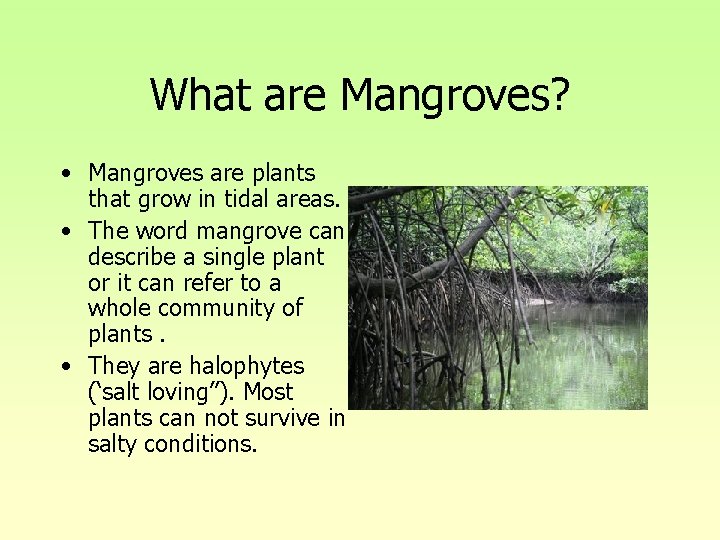 What are Mangroves? • Mangroves are plants that grow in tidal areas. • The What are Mangroves? • Mangroves are plants that grow in tidal areas. • The