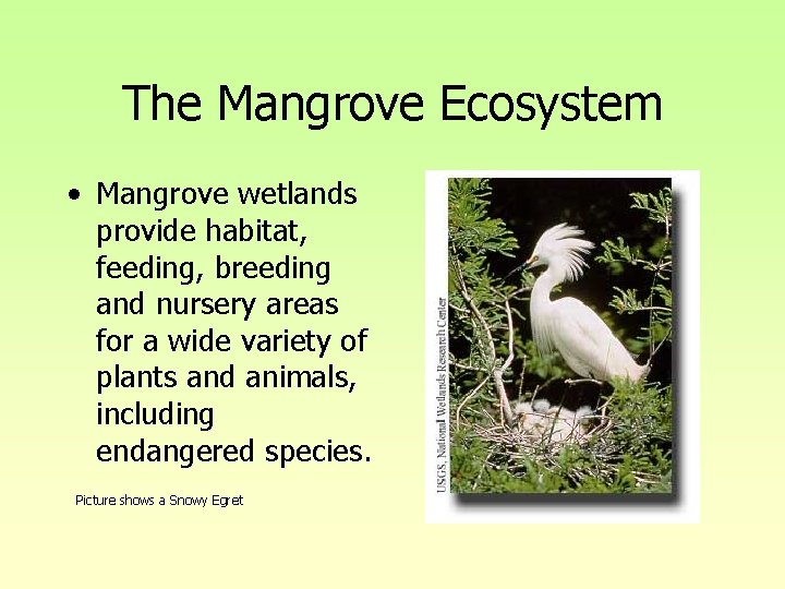 The Mangrove Ecosystem • Mangrove wetlands provide habitat, feeding, breeding and nursery areas for The Mangrove Ecosystem • Mangrove wetlands provide habitat, feeding, breeding and nursery areas for
