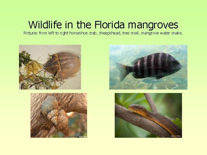Wildlife in the Florida mangroves Pictures from left to right horseshoe crab, sheepshead, tree Wildlife in the Florida mangroves Pictures from left to right horseshoe crab, sheepshead, tree