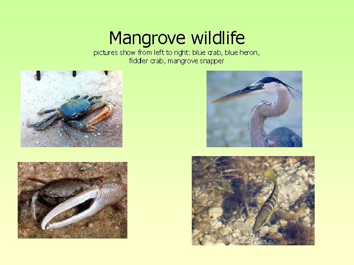 Mangrove wildlife pictures show from left to right: blue crab, blue heron, fiddler crab, Mangrove wildlife pictures show from left to right: blue crab, blue heron, fiddler crab,