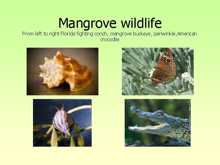 Mangrove wildlife From left to right Florida fighting conch, mangrove buckeye, periwinkle, American crocodile Mangrove wildlife From left to right Florida fighting conch, mangrove buckeye, periwinkle, American crocodile