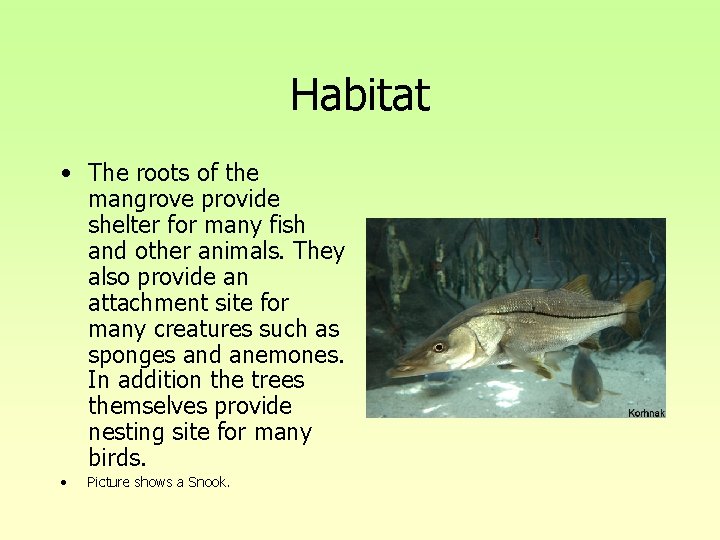Habitat • The roots of the mangrove provide shelter for many fish and other Habitat • The roots of the mangrove provide shelter for many fish and other