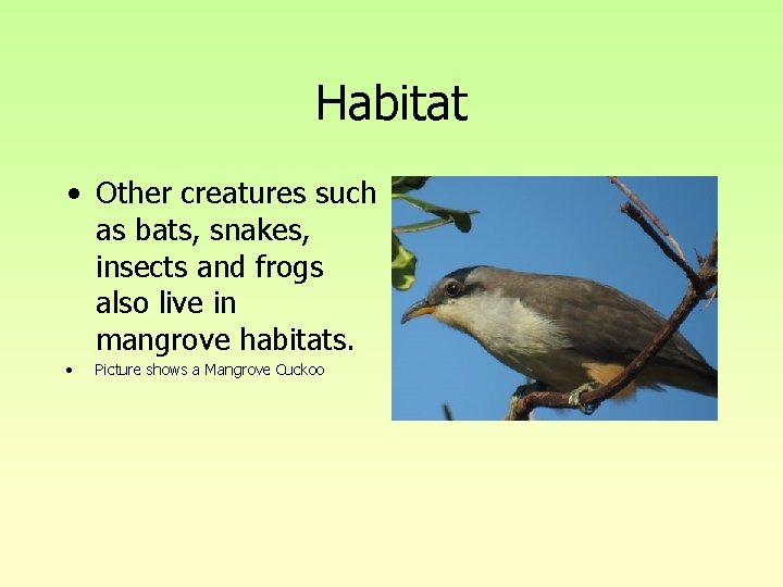 Habitat • Other creatures such as bats, snakes, insects and frogs also live in Habitat • Other creatures such as bats, snakes, insects and frogs also live in