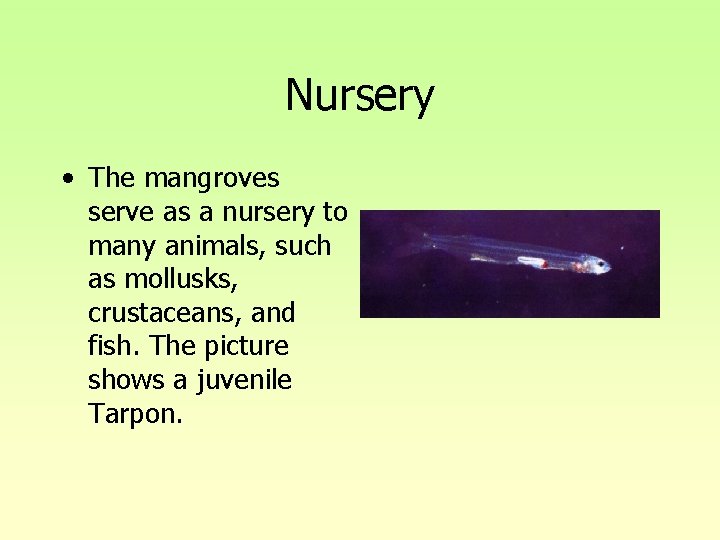 Nursery • The mangroves serve as a nursery to many animals, such as mollusks, Nursery • The mangroves serve as a nursery to many animals, such as mollusks,