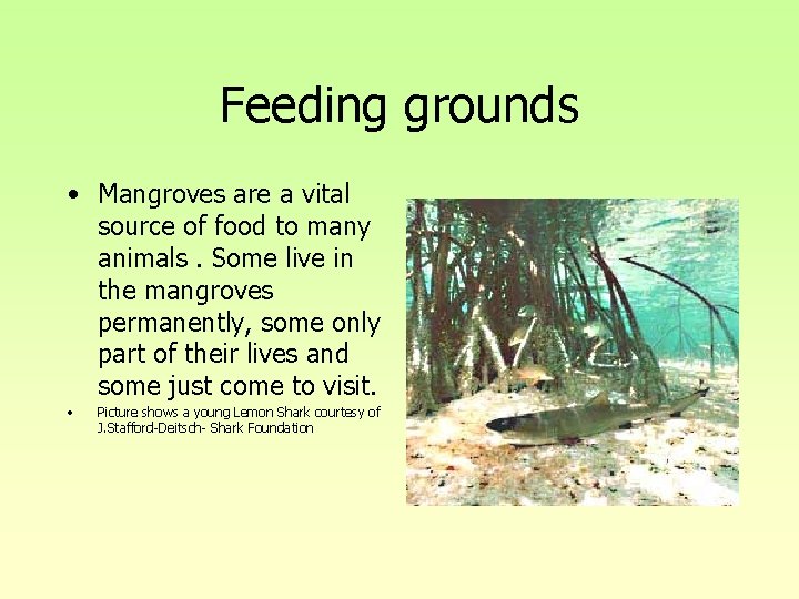 Feeding grounds • Mangroves are a vital source of food to many animals. Some Feeding grounds • Mangroves are a vital source of food to many animals. Some