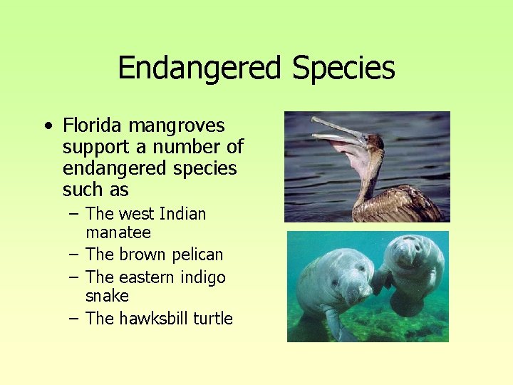 Endangered Species • Florida mangroves support a number of endangered species such as – Endangered Species • Florida mangroves support a number of endangered species such as –