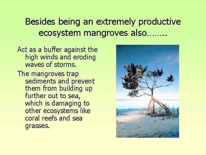 Besides being an extremely productive ecosystem mangroves also……. . Act as a buffer against Besides being an extremely productive ecosystem mangroves also……. . Act as a buffer against