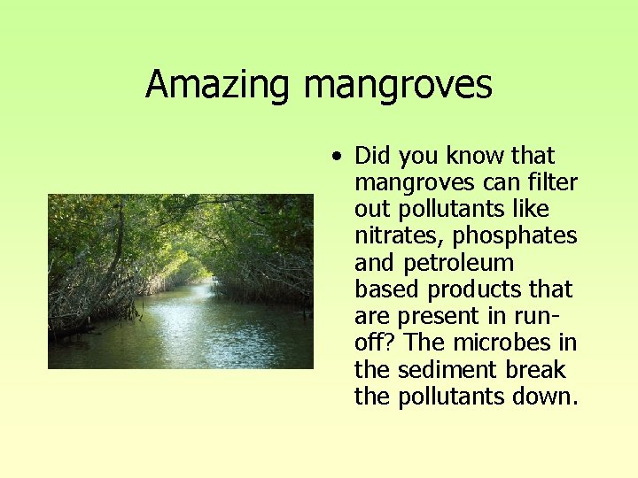 Amazing mangroves • Did you know that mangroves can filter out pollutants like nitrates, Amazing mangroves • Did you know that mangroves can filter out pollutants like nitrates,