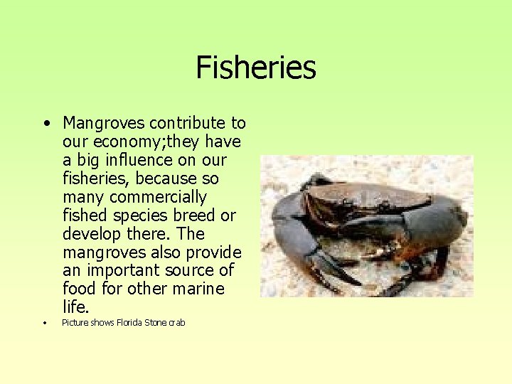 Fisheries • Mangroves contribute to our economy; they have a big influence on our Fisheries • Mangroves contribute to our economy; they have a big influence on our