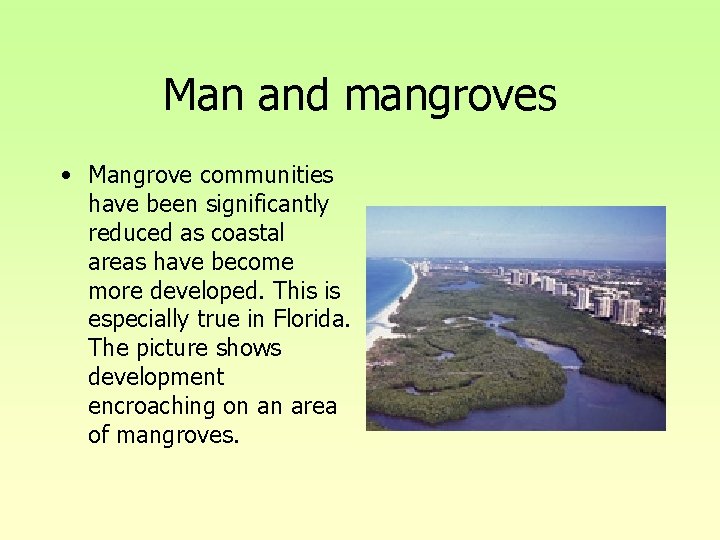 Man and mangroves • Mangrove communities have been significantly reduced as coastal areas have Man and mangroves • Mangrove communities have been significantly reduced as coastal areas have