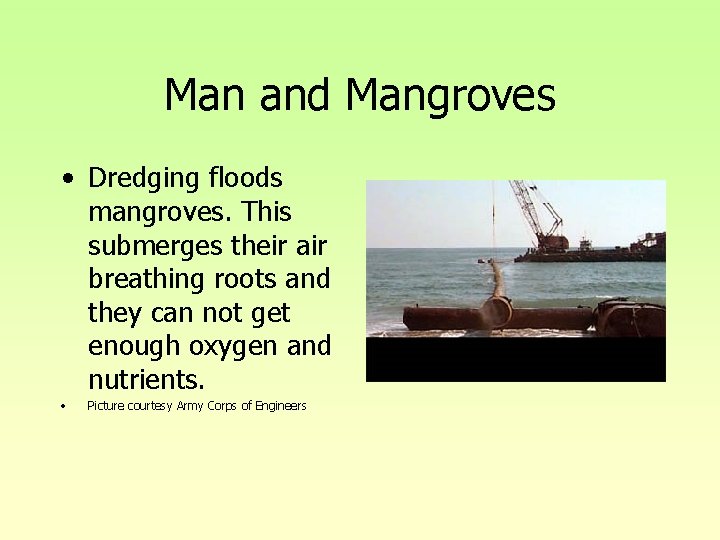 Man and Mangroves • Dredging floods mangroves. This submerges their air breathing roots and Man and Mangroves • Dredging floods mangroves. This submerges their air breathing roots and