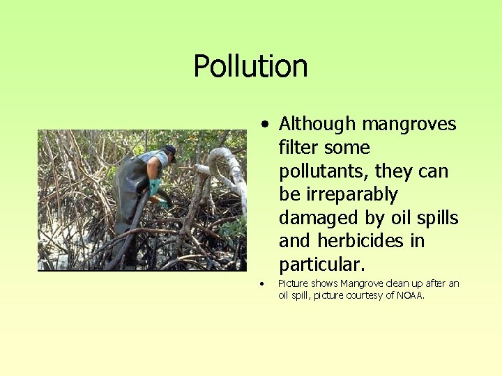 Pollution • Although mangroves filter some pollutants, they can be irreparably damaged by oil Pollution • Although mangroves filter some pollutants, they can be irreparably damaged by oil