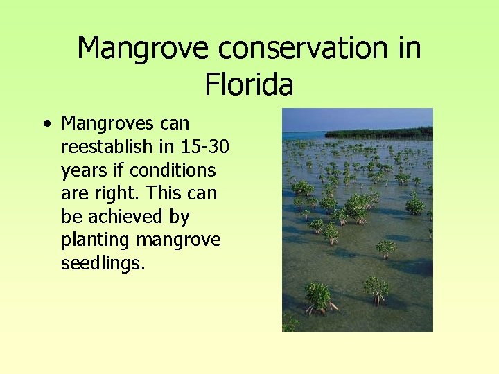 Mangrove conservation in Florida • Mangroves can reestablish in 15 -30 years if conditions Mangrove conservation in Florida • Mangroves can reestablish in 15 -30 years if conditions