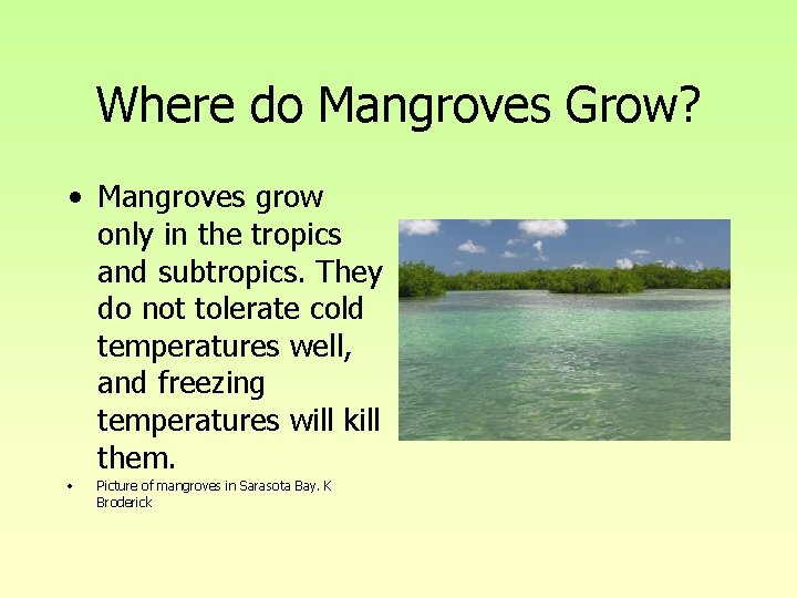 Where do Mangroves Grow? • Mangroves grow only in the tropics and subtropics. They Where do Mangroves Grow? • Mangroves grow only in the tropics and subtropics. They