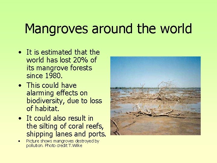Mangroves around the world • It is estimated that the world has lost 20% Mangroves around the world • It is estimated that the world has lost 20%