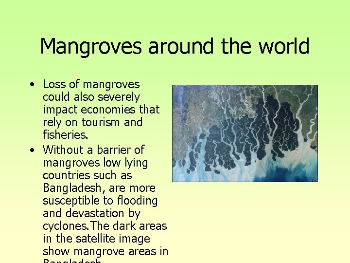 Mangroves around the world • Loss of mangroves could also severely impact economies that Mangroves around the world • Loss of mangroves could also severely impact economies that