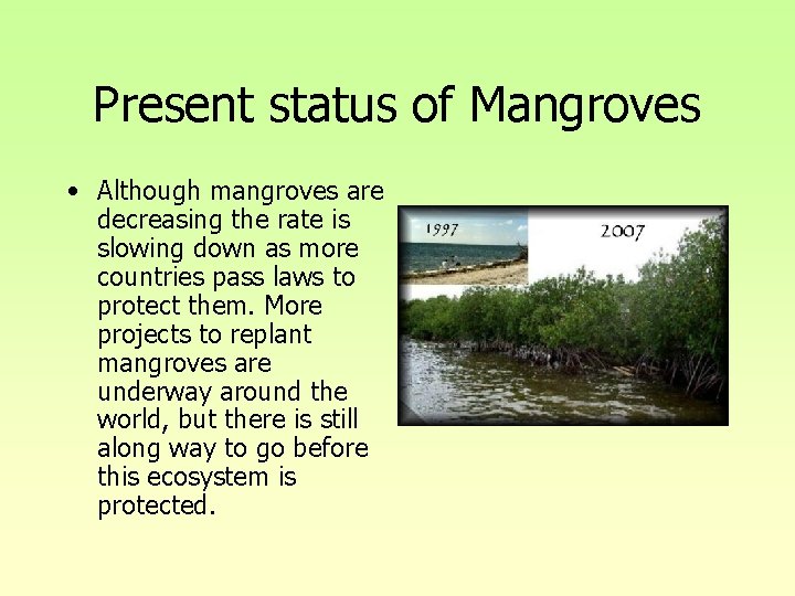 Present status of Mangroves • Although mangroves are decreasing the rate is slowing down Present status of Mangroves • Although mangroves are decreasing the rate is slowing down