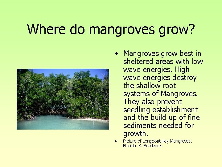 Where do mangroves grow? • Mangroves grow best in sheltered areas with low wave Where do mangroves grow? • Mangroves grow best in sheltered areas with low wave