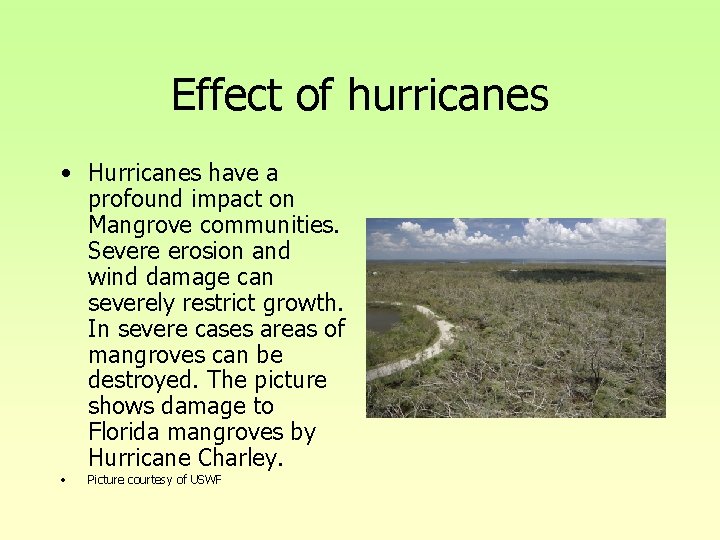 Effect of hurricanes • Hurricanes have a profound impact on Mangrove communities. Severe erosion Effect of hurricanes • Hurricanes have a profound impact on Mangrove communities. Severe erosion