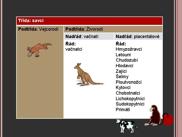 Třída: savci Podtřída: Vejcorodí Podtřída: Živorodí Nadřád: vačnatí Nadřád: placentálové Řád: vačnatci Řád: Hmyzožravci