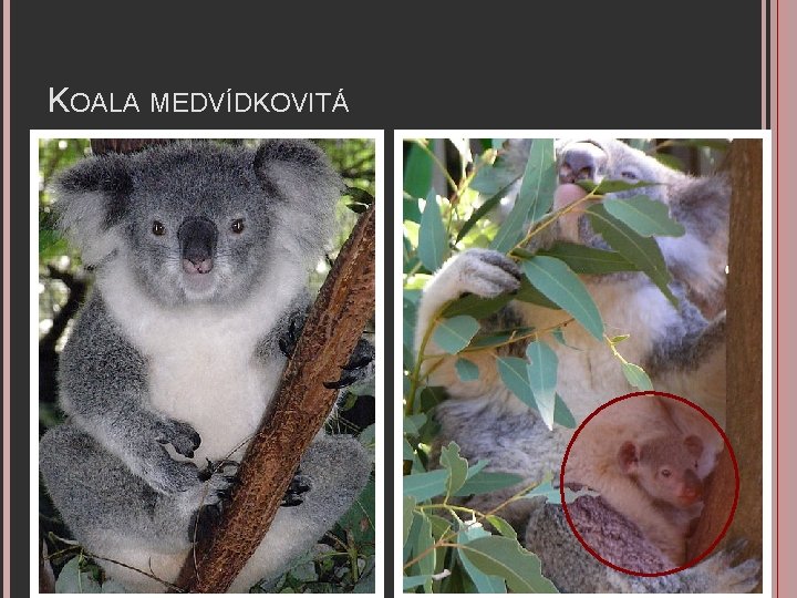 KOALA MEDVÍDKOVITÁ 