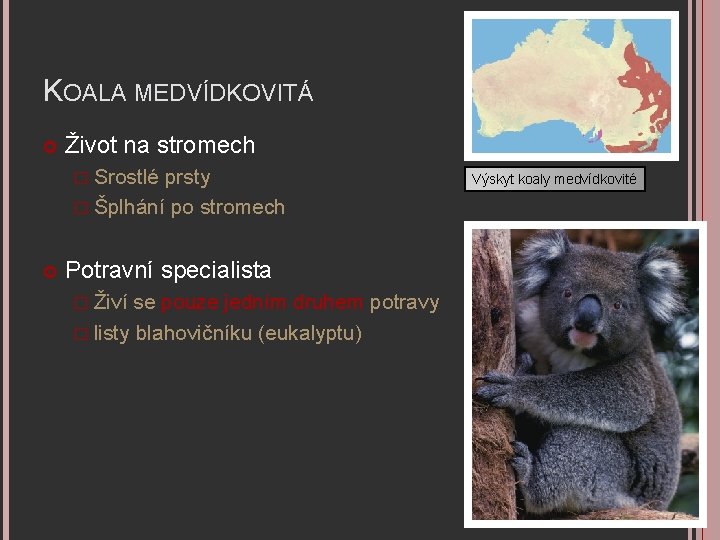 KOALA MEDVÍDKOVITÁ Život na stromech � Srostlé prsty � Šplhání po stromech Potravní specialista