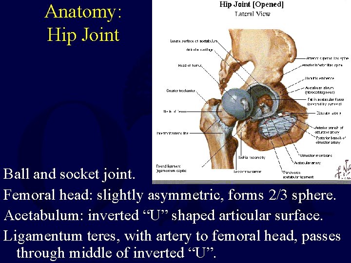 Anatomy: Hip Joint Ball and socket joint. Femoral head: slightly asymmetric, forms 2/3 sphere.