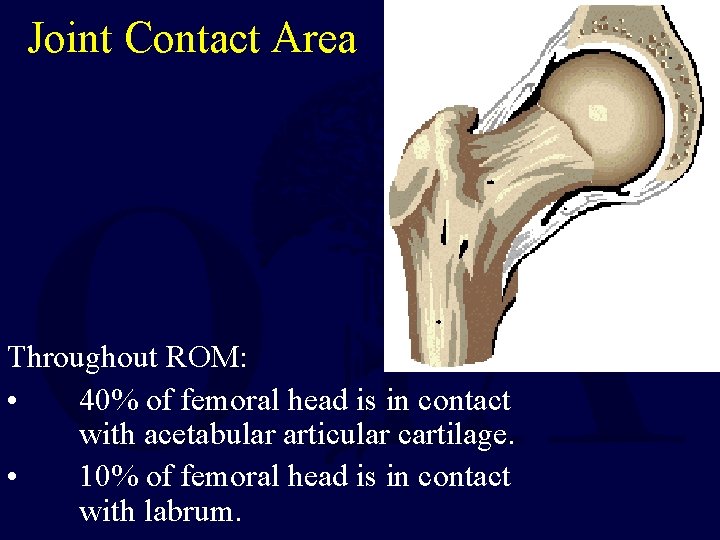 Joint Contact Area Throughout ROM: • 40% of femoral head is in contact with