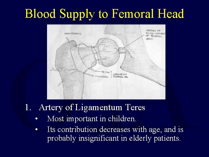 Blood Supply to Femoral Head 1. Artery of Ligamentum Teres • • Most important