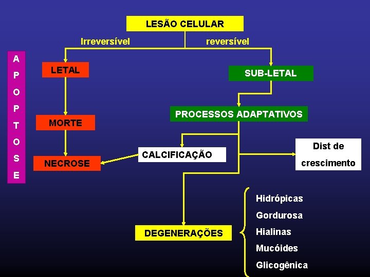 LESÃO CELULAR Irreversível A P LETAL SUB-LETAL O P T MORTE PROCESSOS ADAPTATIVOS O
