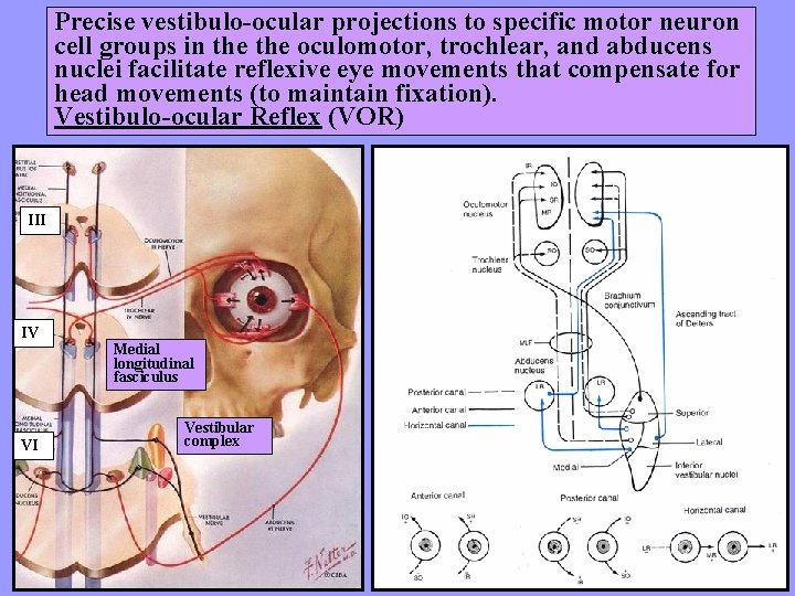 Precise vestibulo-ocular projections to specific motor neuron cell groups in the oculomotor, trochlear, and