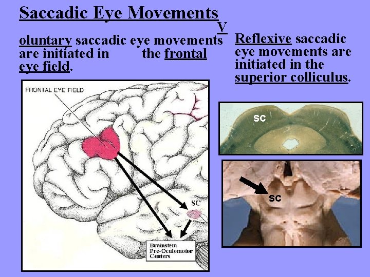 Saccadic Eye Movements V oluntary saccadic eye movements Reflexive saccadic eye movements are initiated