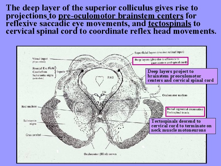 The deep layer of the superior colliculus gives rise to projections to pre-oculomotor brainstem