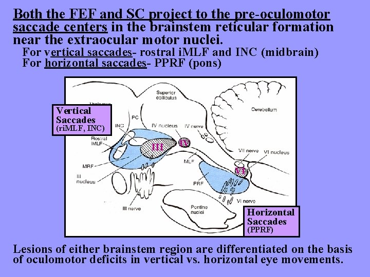 Both the FEF and SC project to the pre-oculomotor saccade centers in the brainstem