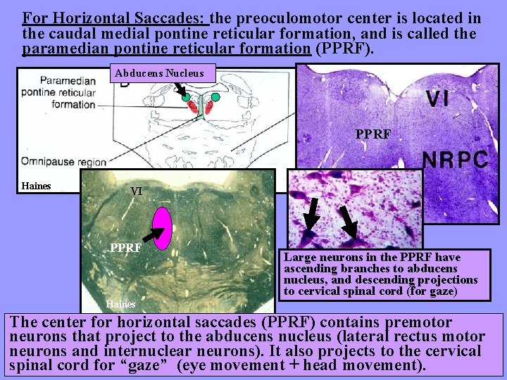 For Horizontal Saccades: the preoculomotor center is located in the caudal medial pontine reticular