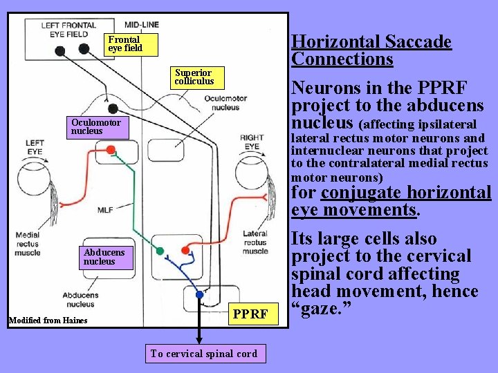 Horizontal Saccade Connections Frontal eye field Superior colliculus Neurons in the PPRF project to