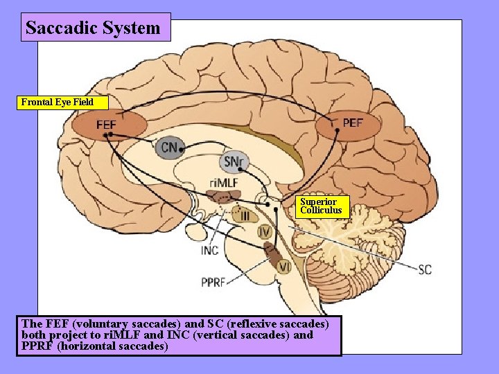 Saccadic System Frontal Eye Field Superior Colliculus The FEF (voluntary saccades) and SC (reflexive