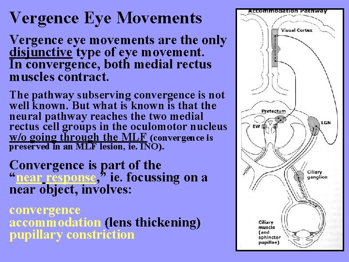 Vergence Eye Movements Vergence eye movements are the only disjunctive type of eye movement.